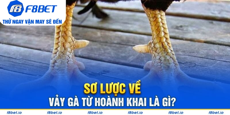 Vảy gà tứ hoành khai là gì?